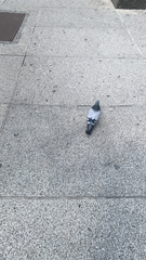 Columba livia domestica