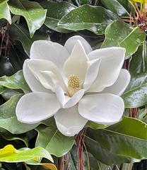 Magnolia grandiflora