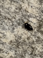 Carabidae