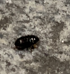Carabidae