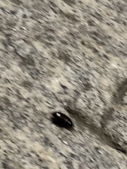 Carabidae