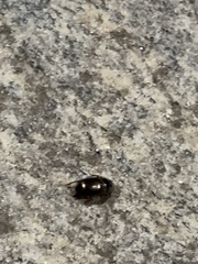 Carabidae