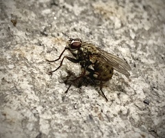 Diptera