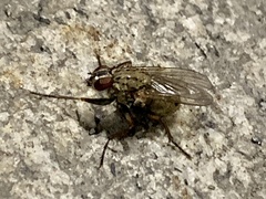 Diptera