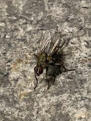 Diptera