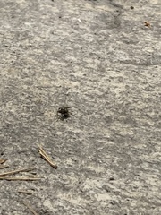 Diptera
