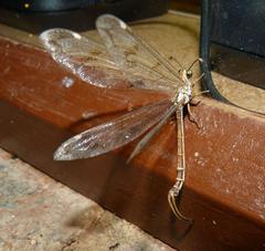 Palparidius
