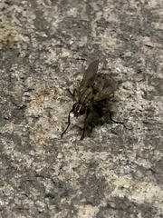 Diptera