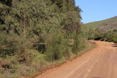 Casuarina cunninghamiana