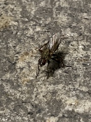 Diptera
