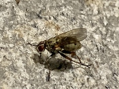 Diptera
