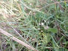 Allium inaequale