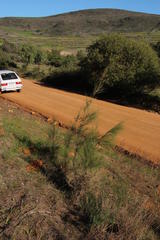 Casuarina cunninghamiana