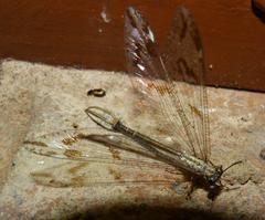 Palparidius