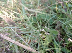 Allium inaequale