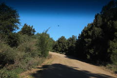 Casuarina cunninghamiana