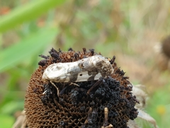 Tarache tetragona