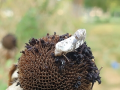 Tarache tetragona
