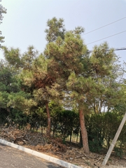 Pinus