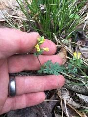 Corydalis flavula
