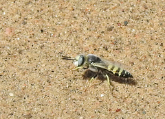 Philanthus albopilosus
