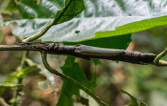 Orthomeria superba