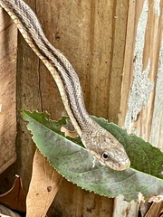 Pantherophis alleghaniensis