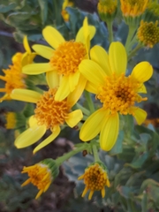 Senecio magnificus
