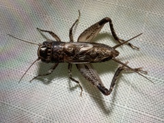 Loxoblemmus equestris