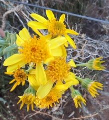 Senecio magnificus