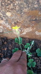 Oxalis lasiorrhiza