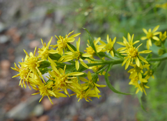 Solidago virgaurea virgaurea