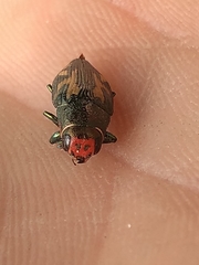 Buprestis maculipennis