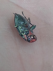 Buprestis maculipennis