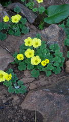 Oxalis lasiorrhiza