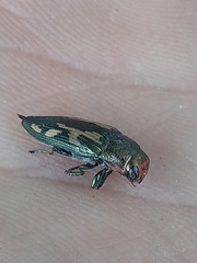 Buprestis maculipennis