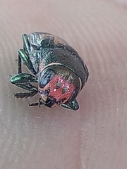 Buprestis maculipennis