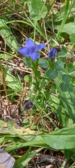 Gentianopsis ciliata ciliata