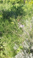 Sympetrum meridionale