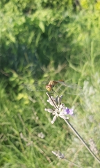 Sympetrum meridionale