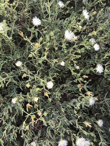 Mesembryanthemum noctiflorum