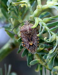 Agonoscelis versicoloratus