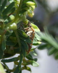 Agonoscelis versicoloratus