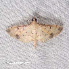 Herpetogramma cynaralis