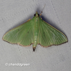 Parotis punctiferalis