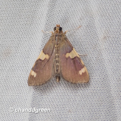 Rehimena phrynealis