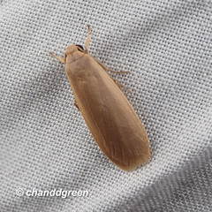 Manulea fuscodorsalis