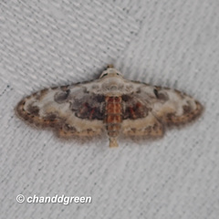 Araeopteron proleuca