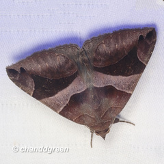 Bastilla arcuata
