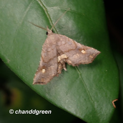 Throana pectinifer